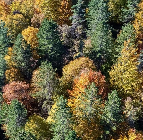 Foret en prise aerienne