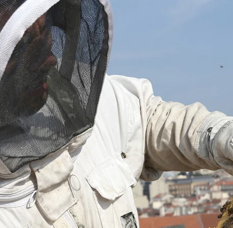 plan abeilles region sud